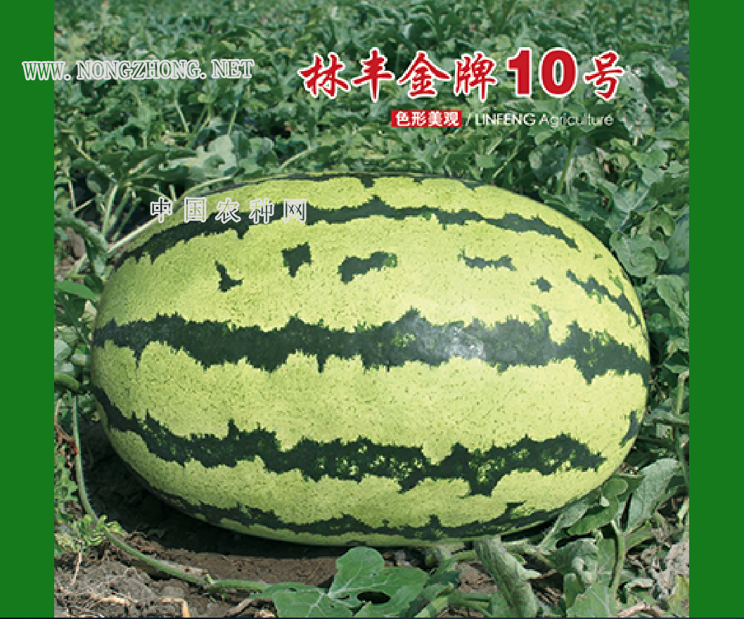 林丰金牌10号